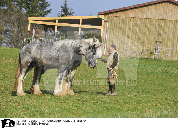 Mann und Shire Horses / man and Shire Horses / SST-09989