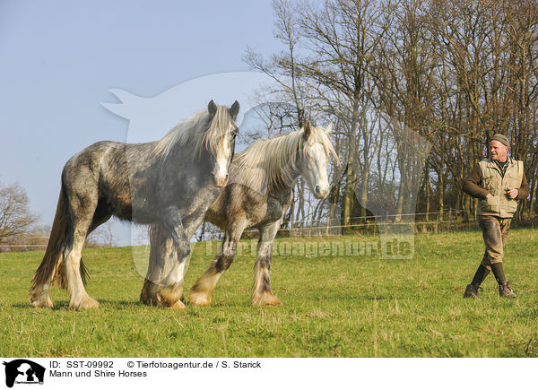 Mann und Shire Horses / SST-09992