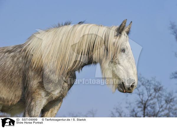 Shire Horse Portrait / SST-09999