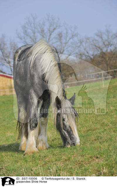 grasendes Shire Horse / browsing Shire Horse / SST-10006
