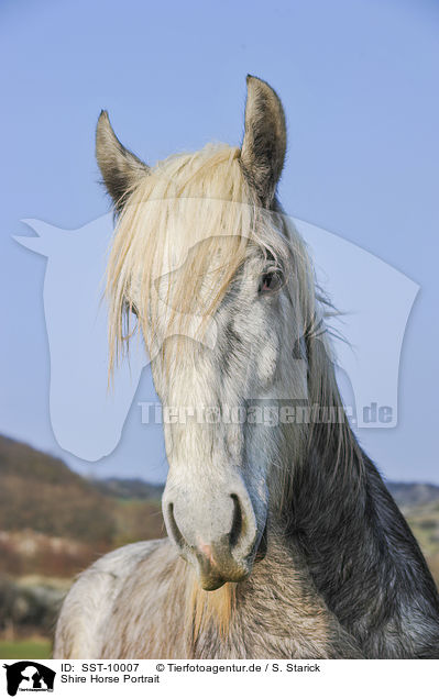 Shire Horse Portrait / SST-10007