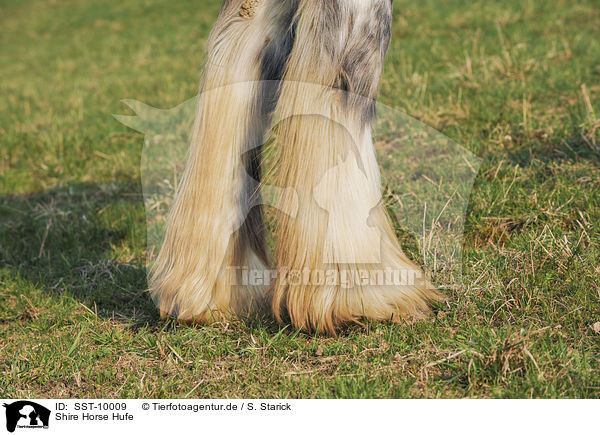 Shire Horse Hufe / Shire Horse hoofs / SST-10009