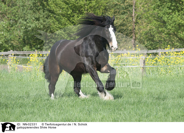 galoppierendes Shire Horse / NN-02331