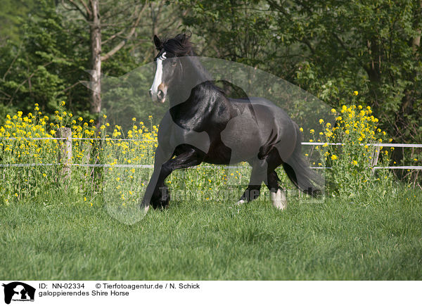 galoppierendes Shire Horse / galloping Shire Horse / NN-02334