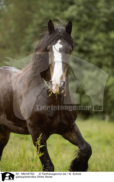 galoppierendes Shire Horse / NN-05782