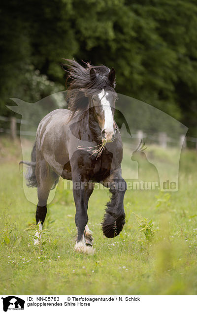 galoppierendes Shire Horse / NN-05783