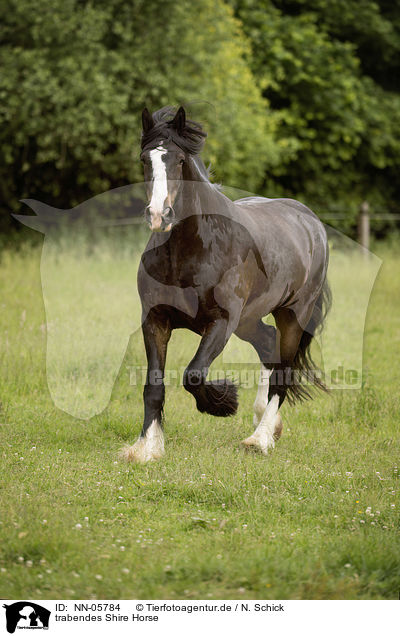 trabendes Shire Horse / NN-05784