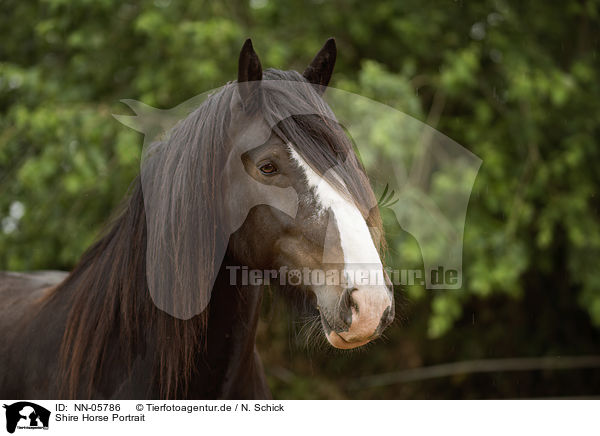 Shire Horse Portrait / NN-05786