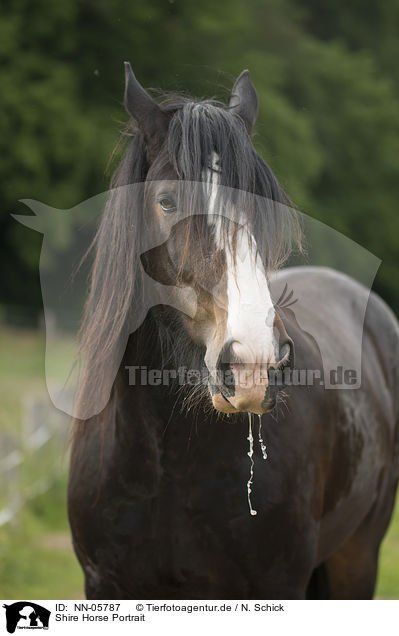 Shire Horse Portrait / Shire Horse Portrait / NN-05787