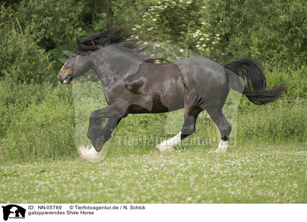 galoppierendes Shire Horse / galloping Shire Horse / NN-05789
