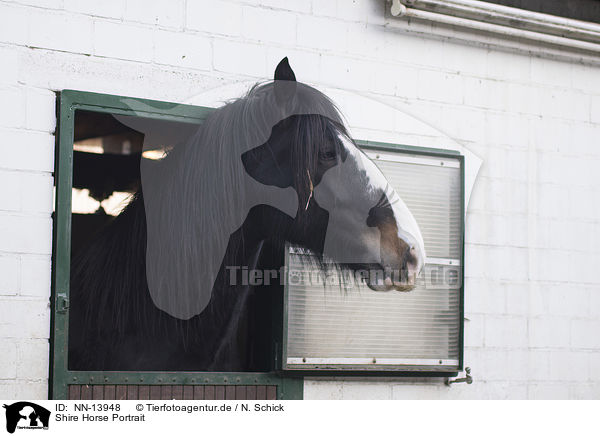 Shire Horse Portrait / Shire Horse Portrait / NN-13948