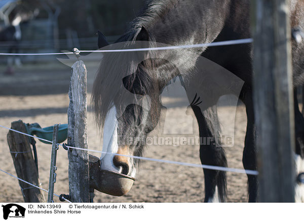 trinkendes Shire Horse / drinking Shire Horse / NN-13949