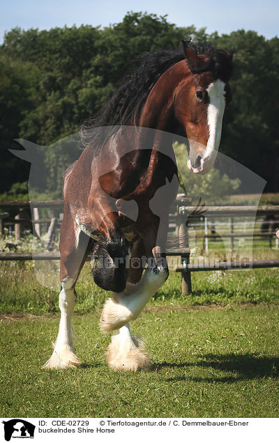 buckelndes Shire Horse / rearing Shire Horse / CDE-02729
