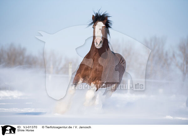 Shire Horse / Shire Horse / VJ-01370