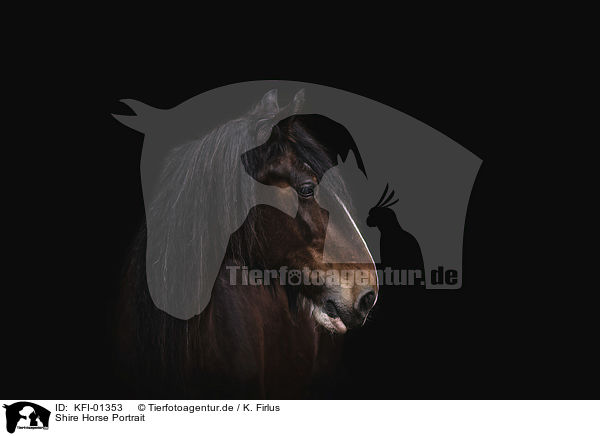 Shire Horse Portrait / Shire Horse Portrait / KFI-01353
