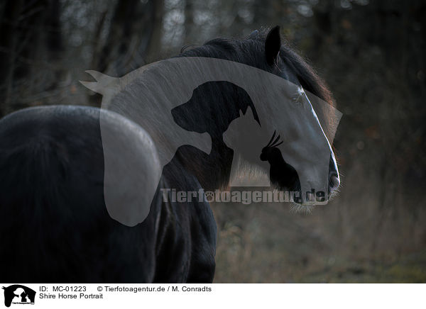 Shire Horse Portrait / MC-01223