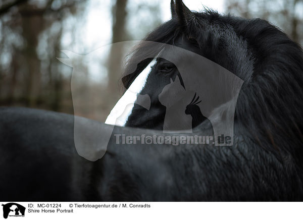 Shire Horse Portrait / MC-01224