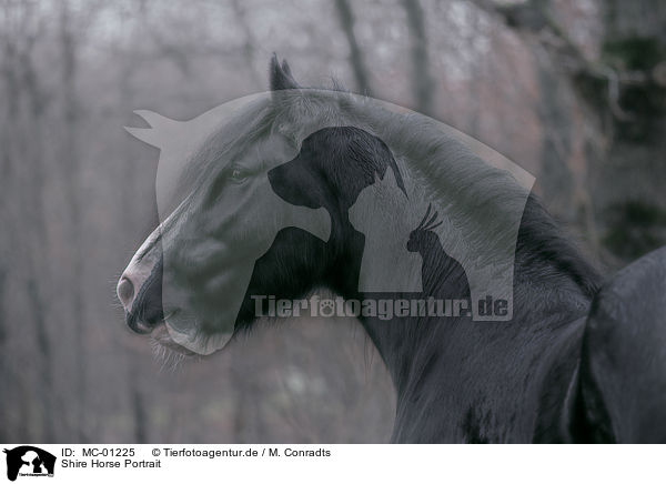 Shire Horse Portrait / Shire Horse portrait / MC-01225
