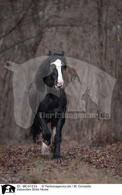 trabendes Shire Horse / MC-01234
