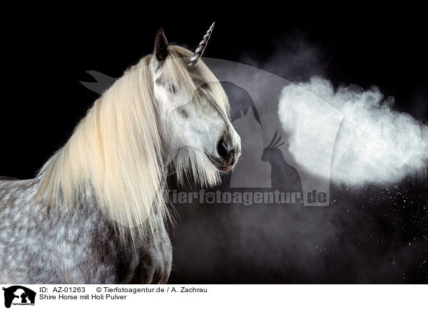 Shire Horse mit Holi Pulver / AZ-01263