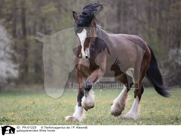 galoppierendes Shire horse / PK-01225