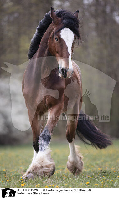trabendes Shire horse / PK-01226