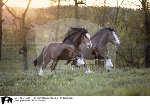 galoppierende Shire horses / PK-01235