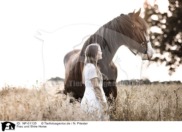 Frau und Shire Horse / NP-01135