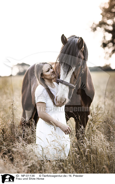 Frau und Shire Horse / NP-01136