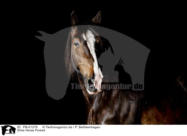 Shire Horse Portrait / PB-01276
