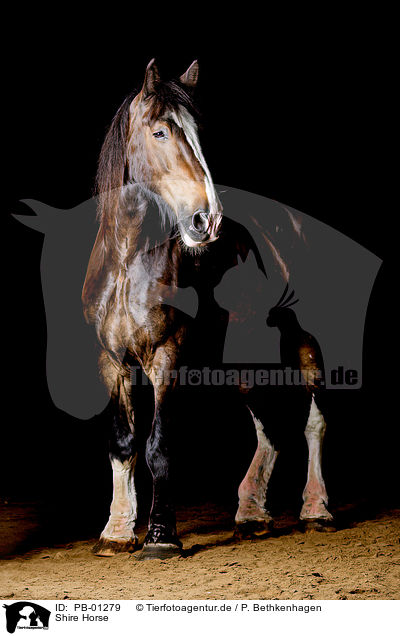 Shire Horse / PB-01279