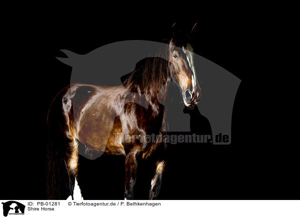 Shire Horse / Shire Horse / PB-01281
