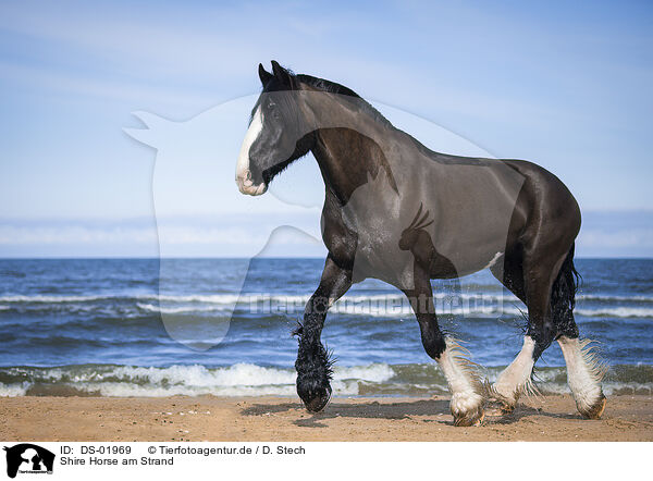 Shire Horse am Strand / DS-01969