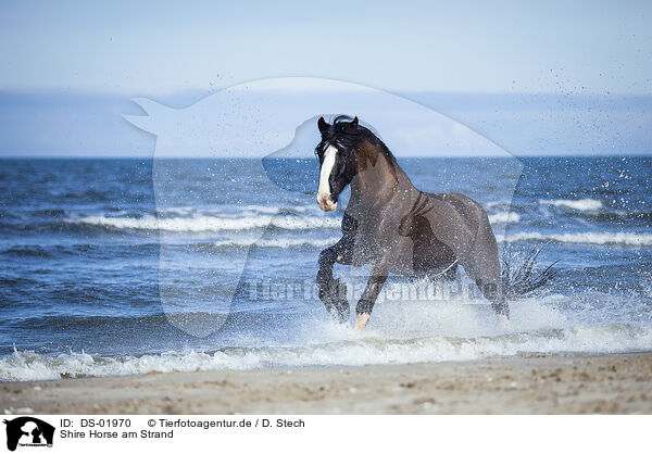 Shire Horse am Strand / Shire Horse on the beach / DS-01970