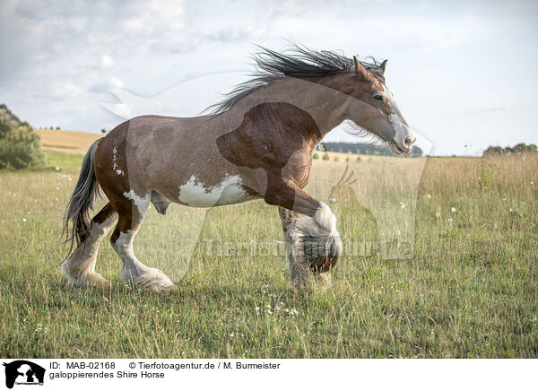galoppierendes Shire Horse / MAB-02168