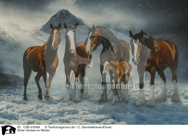 Shire Horses im Winter / CDE-03084