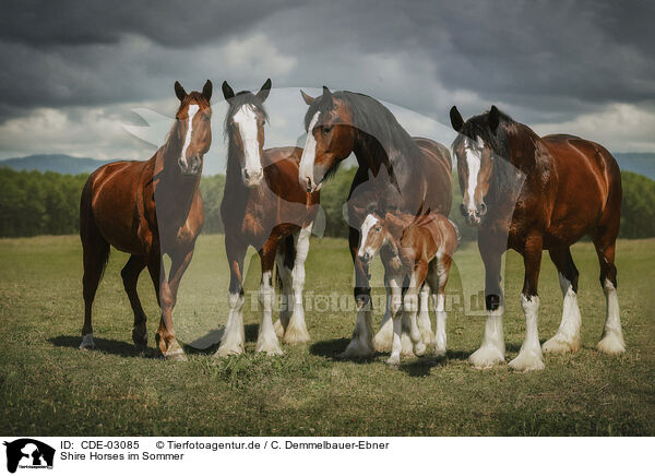 Shire Horses im Sommer / CDE-03085