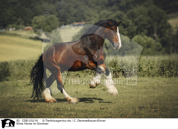 Shire Horse im Sommer / CDE-03216