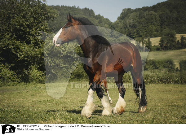 Shire Horse im Sommer / CDE-03217