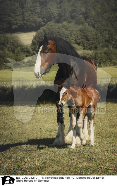 Shire Horses im Sommer / CDE-03219