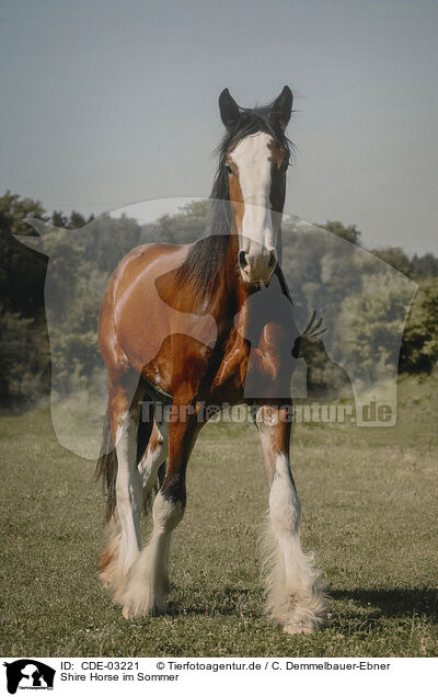 Shire Horse im Sommer / Shire Horse in summer / CDE-03221