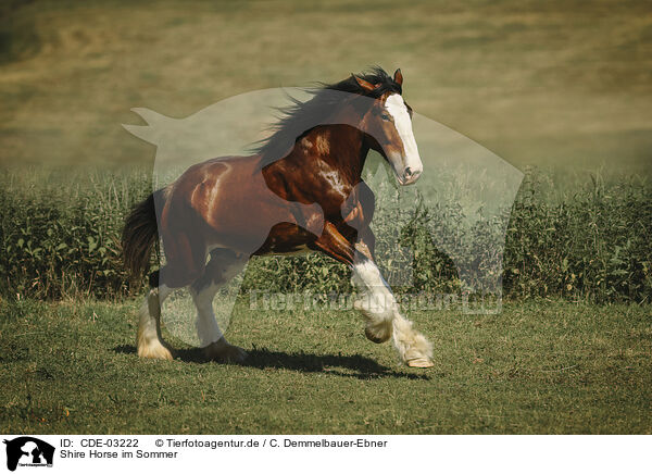Shire Horse im Sommer / CDE-03222