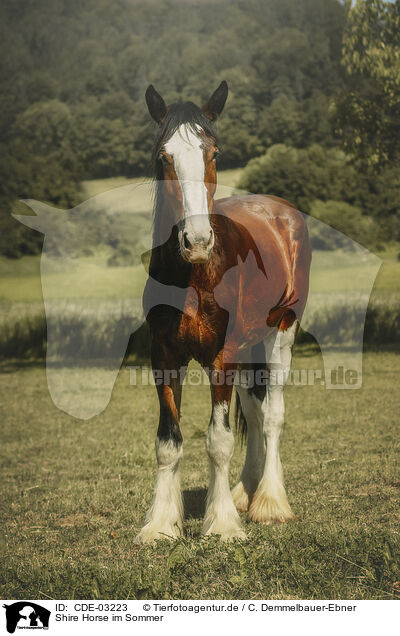 Shire Horse im Sommer / CDE-03223