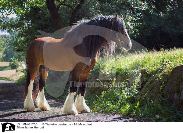 Shire horse Hengst / MM-01750