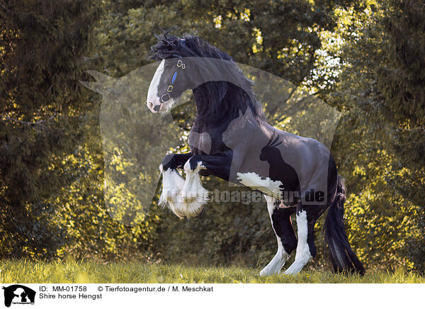 Shire horse Hengst / Shire horse stallion / MM-01758