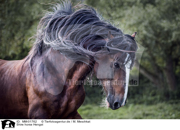 Shire horse Hengst / Shire horse stallion / MM-01762