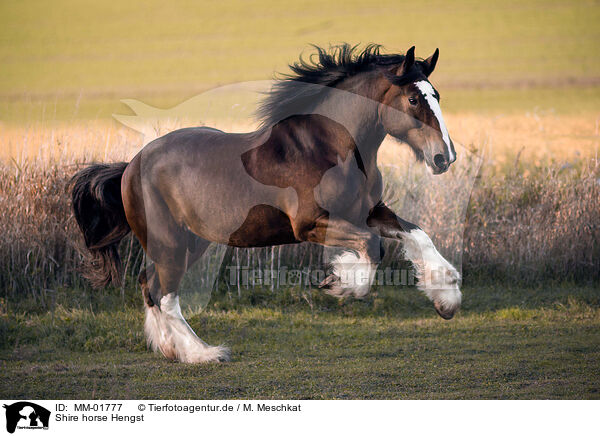 Shire horse Hengst / MM-01777