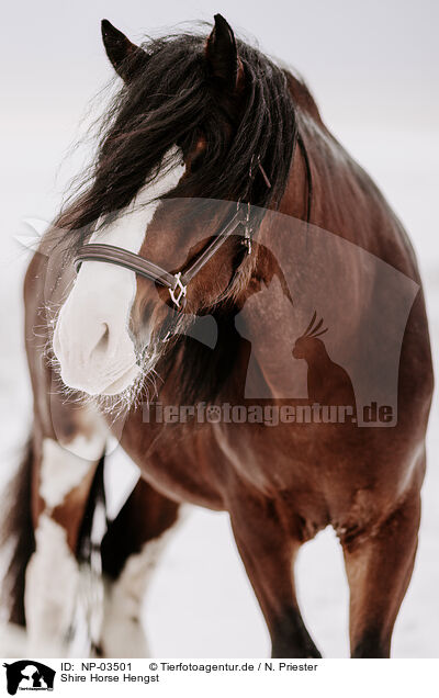 Shire Horse Hengst / Shire Horse stallion / NP-03501