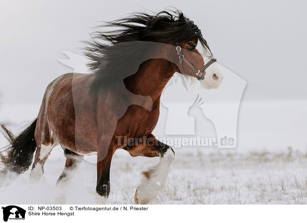 Shire Horse Hengst / NP-03503