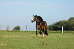 trabendes Shire Horse